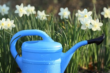  Daffodils flowers. White daffodils and blue watering can in the garden. Spring flowers. Spring...