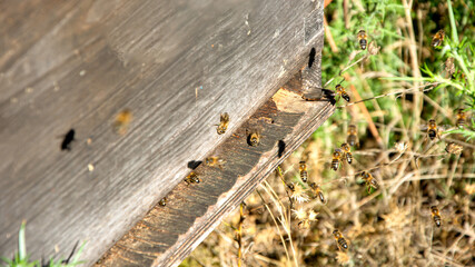 Bees flying in a comb producing honey, selective focus shot on bees
