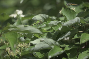 Dragonflies in spring