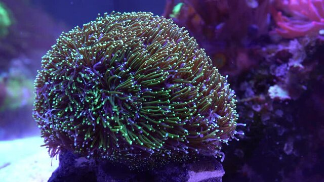 galaxea coral moving in current