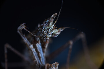 close up mantis macro mikro