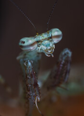 macro mantis