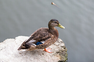 duck on the river