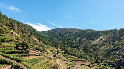 Fototapeta na wymiar Vineyard in the mountains, staggered vines.