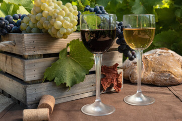 Wineglasses with grapes and corks on vineyard background with copy space