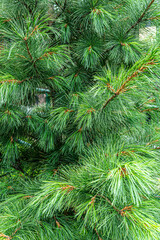 Siberian cedar pine, or Siberian cedar (Latin: Pínus sibírica)