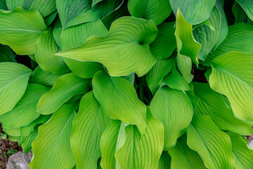 Hosta (Latin: Hósta) is a genus of perennial herbaceous plants in the family