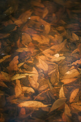 pond full of autumn leaves