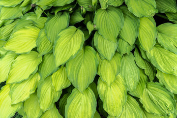 Hosta (Latin: Hósta) is a genus of perennial herbaceous plants in the family
