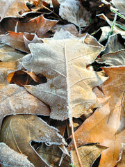 Autumn oak leaves covered with hoarfrost. Yellowed dry foliage with white frost in frosty park. Seasonal background with copy space. Frozen plant, climate change, weather conditions. Winter is coming.