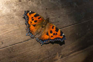 Fototapeta na wymiar Butterfly with spread wings on a wooden surface