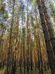 Young pine forest. Blue sky.