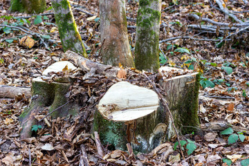 Stumps from felled trees in the autumn forest on a cloudy day.
