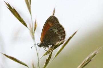 Schmetterling im Frühling