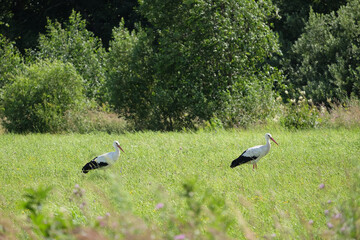 Obraz na płótnie Canvas Stork family in their natural environment. Pair of storks on the green meadow looking for food on sunny summer day