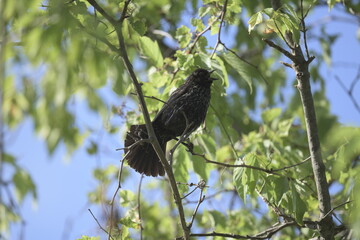 Blackbird singing