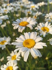 Lovely pictures
The best beautiful 
You will like it