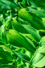 Decorative grass with large leaves.