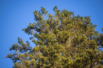 Tree foliage with blue sky