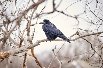 The rook Corvus frugilegus is a member of the crow family in the passerine order of birds