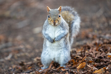 Squirrel standing in the Park