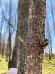 woodpecker on a tree