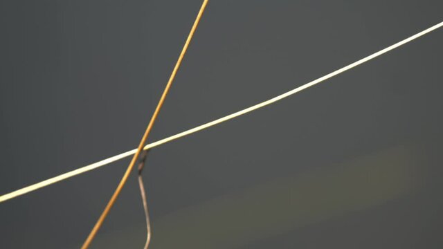 Libellula depressa, the broad-bodied chaser or broad-bodied darter from the Mura River