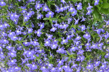 Naklejka premium Beautiful flowers