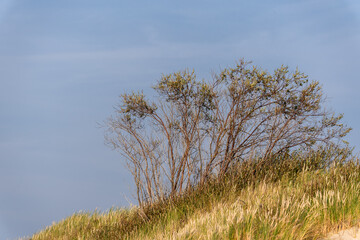 Shrub growing among the autumn grass on a sand dune.