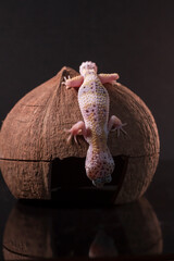 A leopard gecko, lizard on coconut, eublepharis macularius, animal closeup