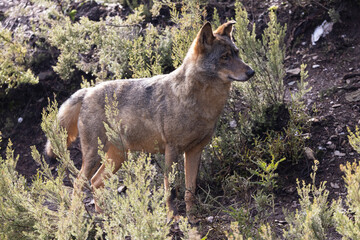 Lobo ibérico entre vegetación 