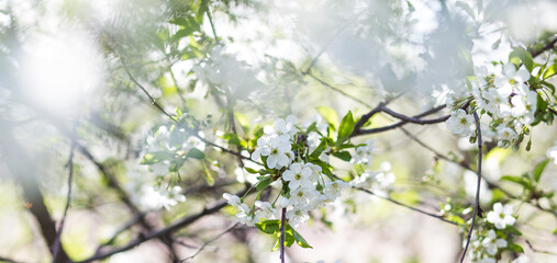 spring in the forest