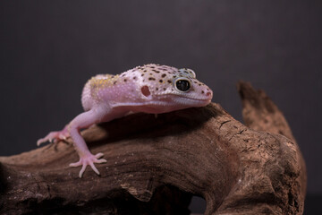 A leopard gecko, lizard on branch, eublepharis macularius, animal closeup