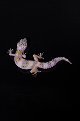 A leopard gecko lizard on black background, eublepharis macularius, animal closeup