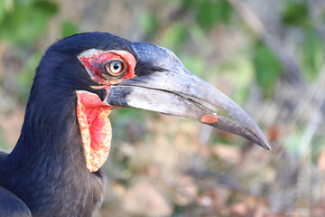 Kaffernhornrabe / Southern Ground Hornbill / Bucorvus leadbeateri
