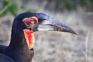 Kaffernhornrabe / Southern Ground Hornbill / Bucorvus leadbeateri