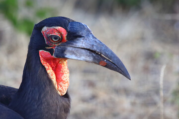 Kaffernhornrabe / Southern Ground Hornbill / Bucorvus leadbeateri