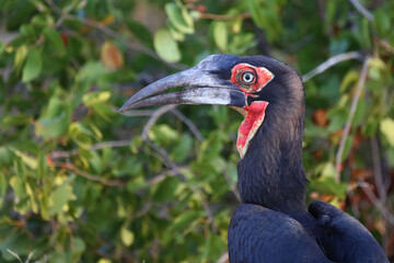 Kaffernhornrabe / Southern Ground Hornbill / Bucorvus leadbeateri