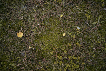top view of close up pine autumn forest foliage. forest floor close up