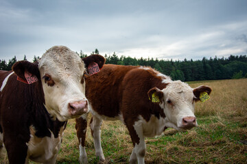 Few cows standing and looking into the camera