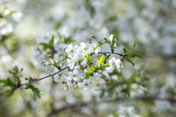 flowers in spring