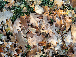 Autumn oak leaves covered with hoarfrost. Yellowed dry foliage with white frost in frosty park. Seasonal background with copy space. Frozen plant, climate change, weather conditions. Winter is coming.