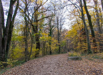 Walkway in a forest with yellow autumn trees