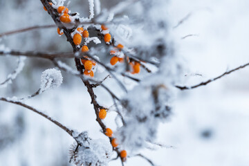 Icy branch of sea buckthorn with orange berries. Selective focus.