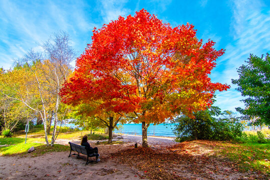 Autumn colors in Wilmette park in Illinois