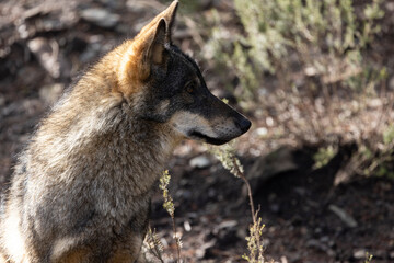Lobo ibérico entre vegetación 
