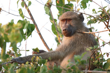 Bärenpavian / Chacma baboon / Papio ursinus.