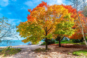 Naklejka premium Autumn colors in Wilmette park in Illinois