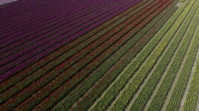 Aerial Dutch tulip fields