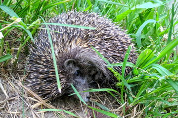 Spiny eared hedgehog curled up in a ball on green grass © Pavel